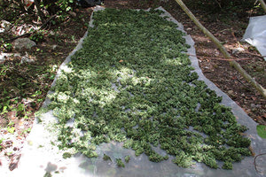 Χασισοφυτεία με 442 δενδρύλλια!