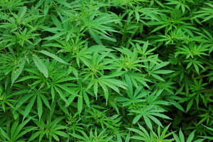 Εξαρθρώθηκε μεγάλη εγκληματική οργάνωση