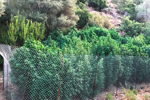 Χασισοφυτεία στο Φόδελε