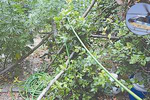 ΧΑΣΙΣΟΦΥΤΕΙΕΣ: ΠΑΝΩ ΑΠΟ 4.000 ΔΕΝΔΡΥΛΛΙΑ ΕΝΤΟΠΙΣΑΝ ΟΙ ΑΣΤΥΝΟΜΙΚΟΙ