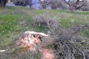 Του έκοψαν όλες τις ελιές!