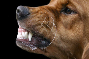 επιτέθηκε σκύλος