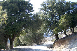 ΔΑΣΟΣ ΡΟΥΒΑ