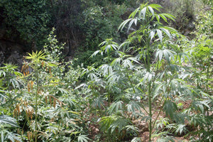 ΧΑΣΙΣΟΦΥΤΕΙΑ