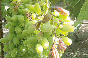 σταφύλια ζημιά