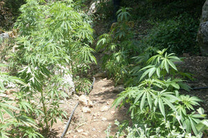 ΧΑΣΙΣΟΦΥΤΕΙΑ