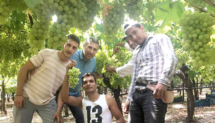 ο αντιδήμαρχος Πέτρος Ινιωτάκης πήγε σε παραγωγούς επιτραπέζιου σταφυλιού στη Σύλλαμο