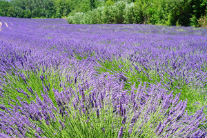 Βοτανική - λεβάντα