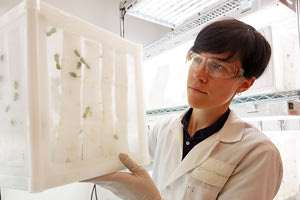 ΙΤΕ - Bayer: συμμαχία κατά των εντόμων!