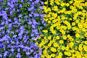 χλωρίδα - λουλούδια