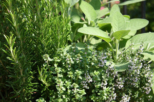 ΑΡΩΜΑΤΙΚΑ ΦΥΤΑ