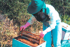 ΜΕΛΙΣΣΟΚΟΜΟΣ