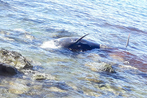 Έσωσαν το μικρό φαλαινάκι μήκους 4,5 μέτρων που είχε παγιδευτεί στην παραλία