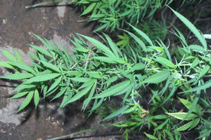 δενδρύλλια ινδικής κάνναβης