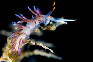 ΕΚΘΕΣΗ ΥΠΟΒΡΥΧΙΑΣ ΦΩΤΟΓΡΑΦΙΑΣ ΣΤΟ Μ.Φ.Ι.Κ. - «Φίλιππος Μαράκης: Η δική μου Ελλάδα»