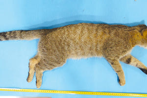 Ο κρητικός αγριόγατος