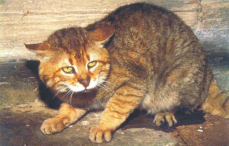 Ο κρητικός αγριόγατος