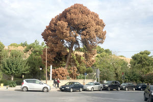 δέντρα στο Ηράκλειο