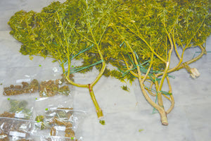 Κάνναβη σε κάθε μορφή