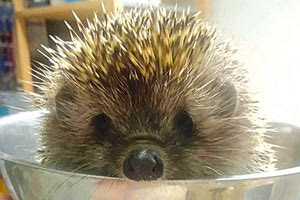 ΣΚΑΝΤΖΟΧΟΙΡΟΣ