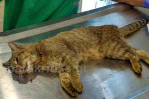 επιστρέφει στο φυσικό του περιβάλλον ο φουρόγατος