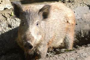 αγριογούρουνο