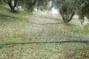 καταστροφή ελαιοδέντρων στο Ηράκλειο