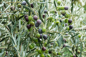 ΕΛΙΑ: Εκδήλωση για τη φυτοπροστασία