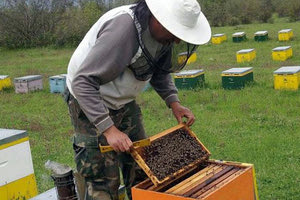 μελισσοκόμοι