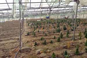 Xασισοφυτεία Αντισκάρι