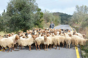 ΠΡΟΒΑΤΑ - κτηνοτρόφος
