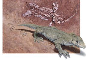 απολιθωμένα ίχνη 5,7 εκατομμυρίων χρόνων του Μουσείου Φυσικής Ιστορίας που βρέθηκαν στην Κρήτη,