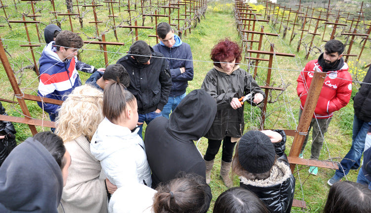Η ελιά, το αμπέλι και οι τοπικές καλλιέργειες μπαίνουν στο επίκεντρο των περιβαλλοντικών προγραμμάτων