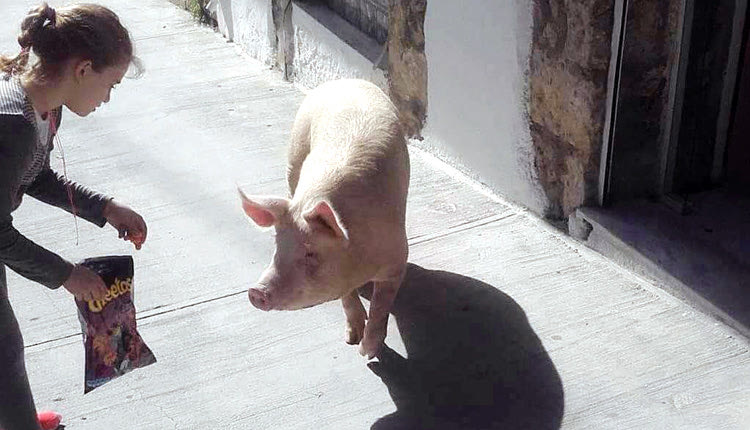 Το γουρούνι  που δραπέτευσε