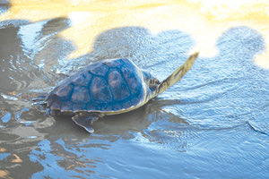 Η μικρή Βασιλική βρίσκεται πια στο φυσικό της περιβάλλον