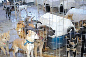 κυνοκομείο