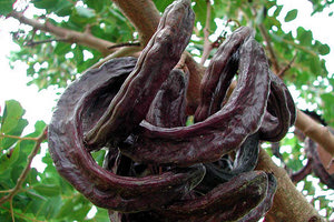 Στις 10 Δεκεμβρίου η εκδήλωση για το χαρούπι