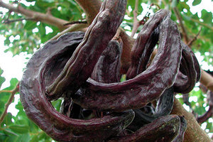 Αφιέρωμα στο χαρούπι