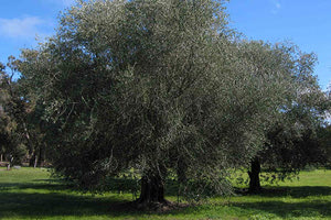 Εκδηλώσεις για την Παγκόσμια Ημέρα Ελιάς