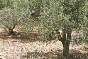 Πρεμιέρα στις 14 Νοεμβρίου  για τη συλλογή ελαιοκάρπου