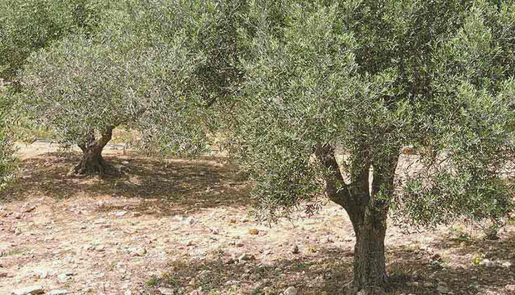 Πρεμιέρα στις 14 Νοεμβρίου  για τη συλλογή ελαιοκάρπου