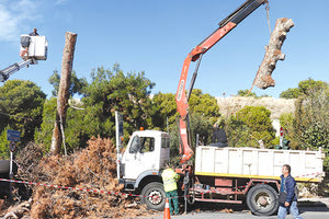 Έγινε κούτσουρα το πεύκο της Όασης
