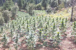 ΧΑΣΙΣΟΦΥΤΕΙΑ