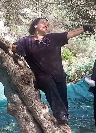 η Ειρήνη που ξεκουράζεται πάνω σε μια ελιά!