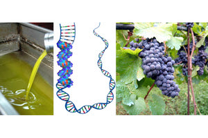 Πρωτόκολλο συνεργασίας μεταξύ του Ιδρύματος Τεχνολογίας και Έρευνας και του Γεωπονικού Πανεπιστημίου Αθηνών