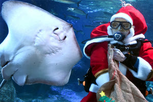 γιορτινές εκδηλώσεις στο Ενυδρείο