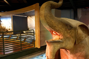 Το Δεινοθηρίο στο Μουσείο Φυσικής Ιστορίας