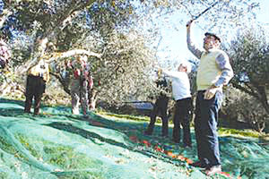 Οι Γερμανοί ξανάρχονται για τις… ελιές!