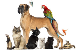 ζώα συντροφιάς