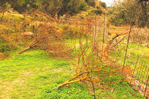 Βανδάλισαν αγρό στο Καβούσι Ιεράπετρας